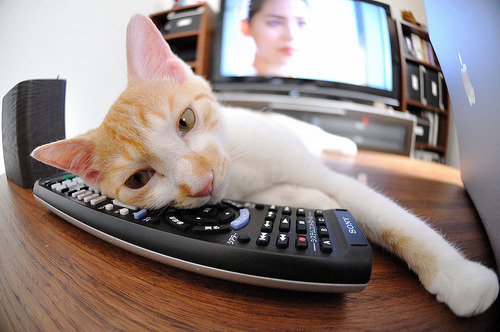 户外极速飞盘比赛，速度与技巧的碰撞，竞速飞盘